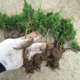 真柏小苗日本济州真柏原生苗成品大苗系鱼川小苗制作盆景素材