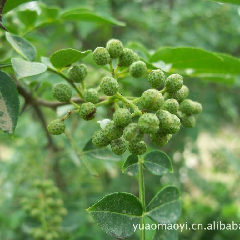 供应张仲景超临界提取青花椒精油100（青花椒）1KG起售