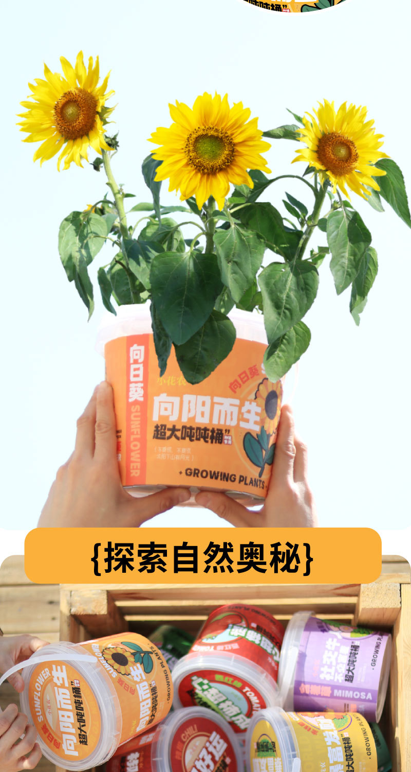 种植吨吨桶转曲_07