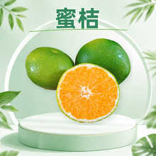 云南玉溪青皮蜜桔 代发早熟蜜橘当季大果特大果3/5/8斤新鲜水果