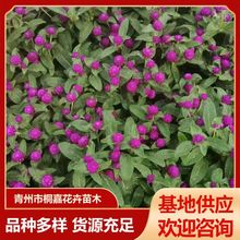 ���Ի��ع���ǧ�ռt���玧�������� �ļ��_���ͺ�ֲ��