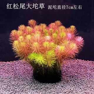 红松尾绿松尾鱼缸水草水族箱有茎类增氧淡水植物造景草阳性中后景