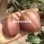 全红盆栽早熟庭院梨苗
