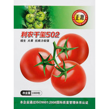 紅果石頭番茄種子苗大西紅柿種籽孑硬果秧苗蔬菜大全秧苗菜苗菜籽
