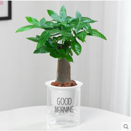 Single pole money tree [good morning basin]