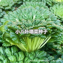 С~˷NӰú˾ջͺѴﶬ߲˷N