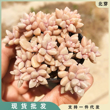 姬秋丽群生 多肉植物 肉肉植物 萌肉肉组合盆栽 室内花卉 陌上花