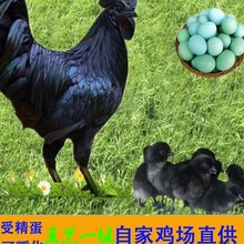 五黑一绿受精蛋可孵化小鸡散养鸡蛋乌骨鸡土柴黑羽绿壳种蛋批发