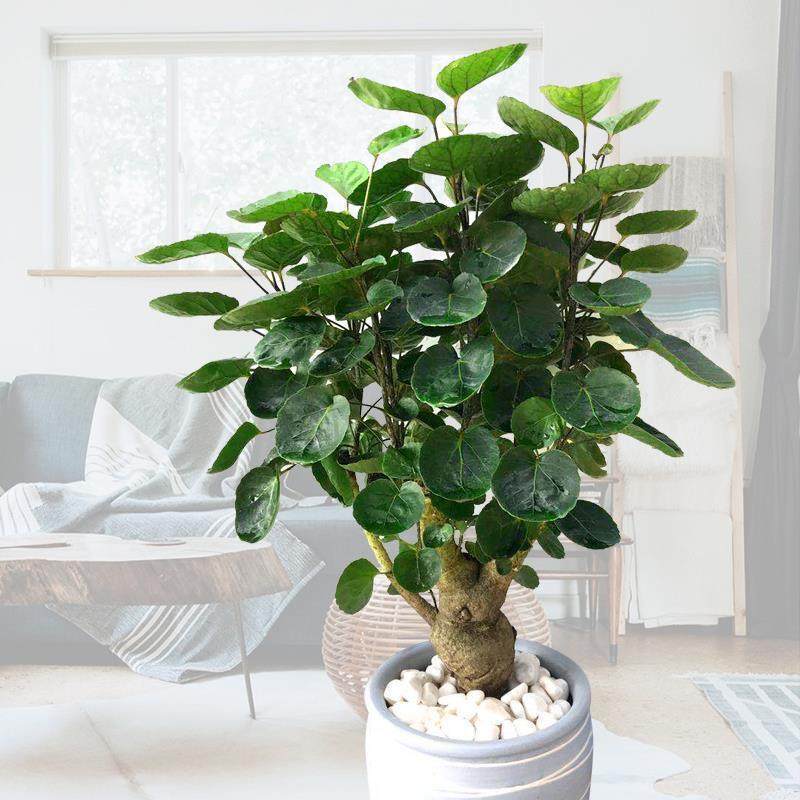 Ficus Lyrata Round-Leaf Money Plant Large Potted Indoor Plant for Living Room Office Greenery Money Tree Good Plant