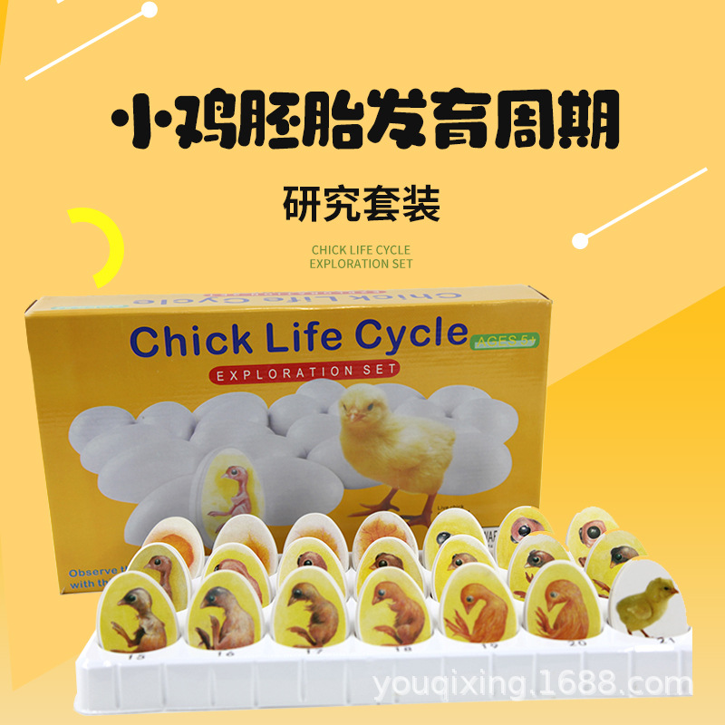 Chick embryo growth model toy egg hatching reproductive development process biological bird teaching aids puzzle