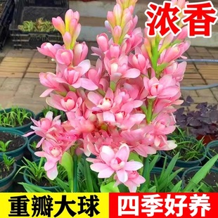 Nҹ㻨Ͷֲ҃ͥԺļ׷N