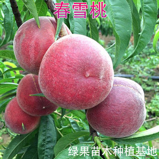 ������ �޽��Ҙ��� ��ѩ�� ���� �Ϸ������N ���@�Nֲ ���� ����
