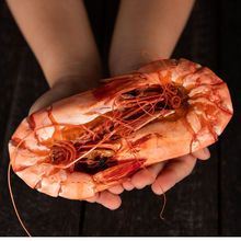 �ش�Ź��r�� ��ʳ���|���r�� 꿾�r�� ���r��؛���l