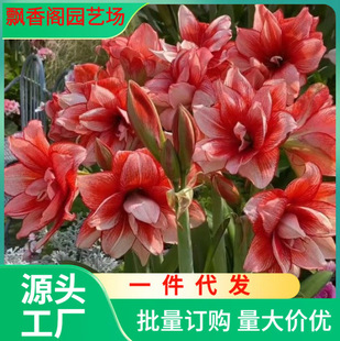 Dutch Extra Large Amaryllis Bulb Double-Petaled Ball Potted Indoor Balcony Florals All Year Round Courtyard Plant Manufacturer Cross-Border