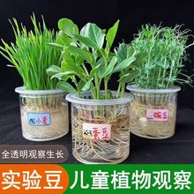 ��ͯ�W���׃��@�^��ֲ����Lˮ��N���ļ�͸������ƌW������I