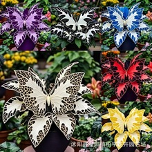 【跨境供货】蝴蝶天竺葵种子庭院阳台盆栽花卉种籽耐旱观叶大绿植