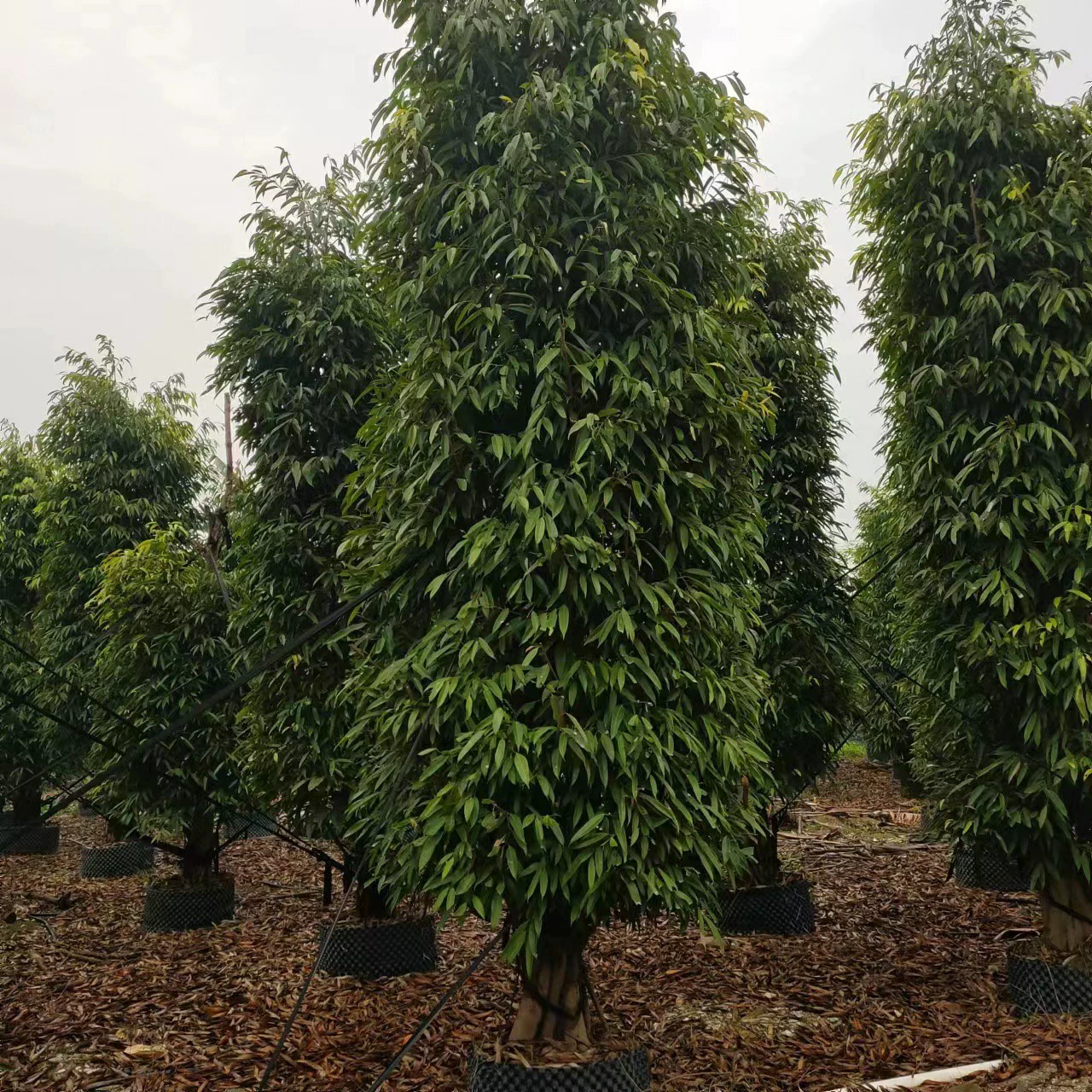 2304 мяо-саженцы поставляют листовой фикус типа 3-4 метра.