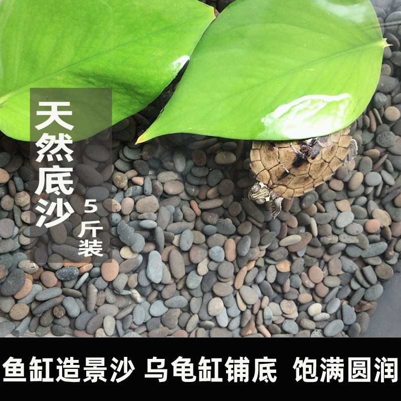 Черная песчаная черепаха-скалолазание на каменном аквариуме