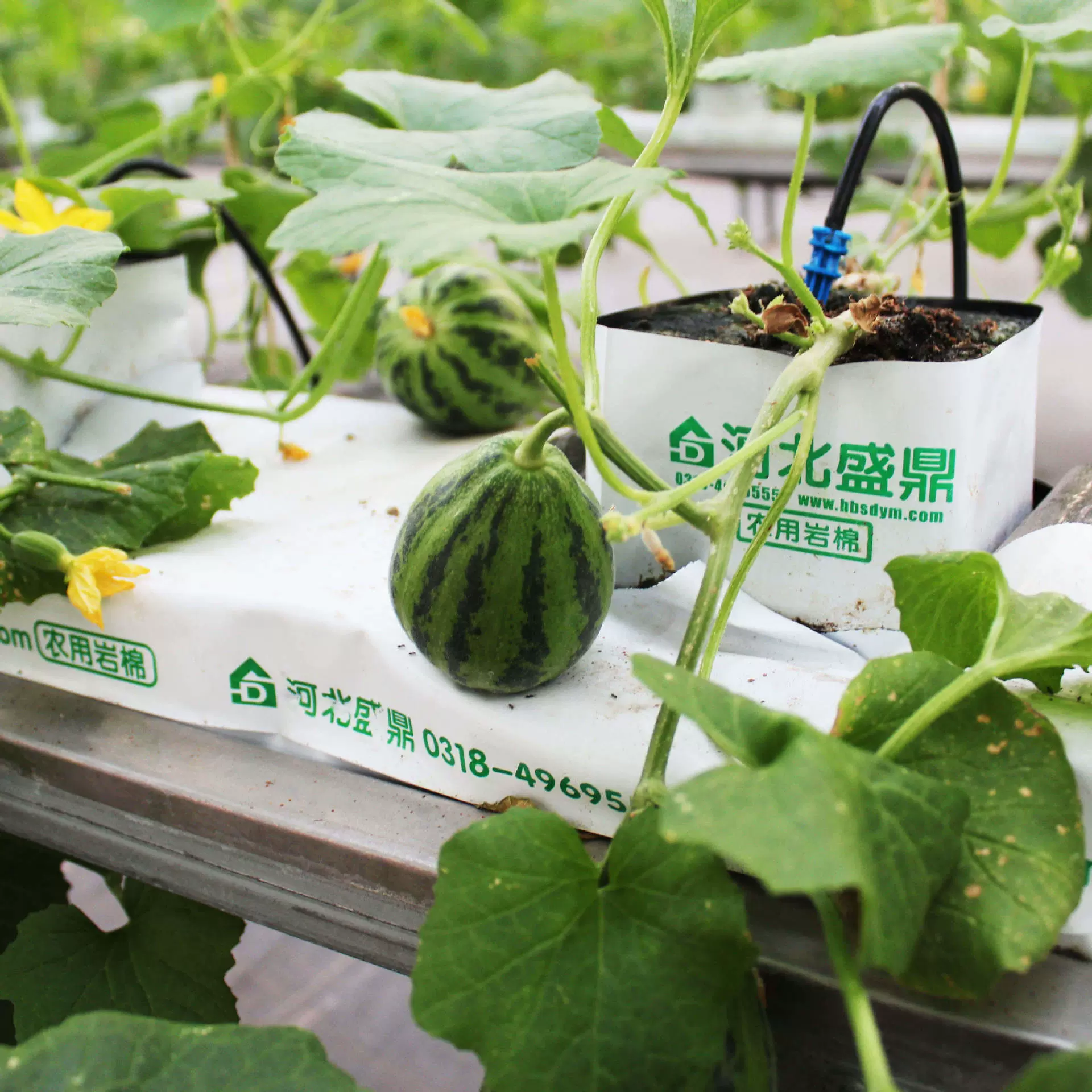 尺寸可定种植植物岩棉屋顶绿化立体无土栽培育苗基质