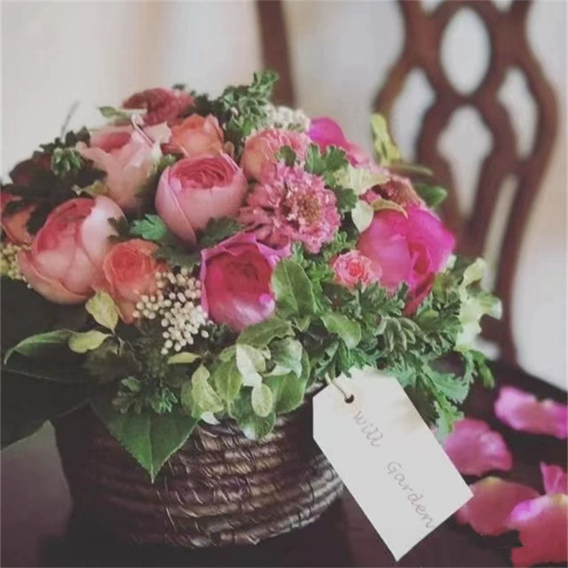 Eve Peach Blossom Серия Pure Eve Лучжоу-аромат Срезанные рассады роз Посадка в горшке Четыре сезона Открытый цветок Горшок для рассады