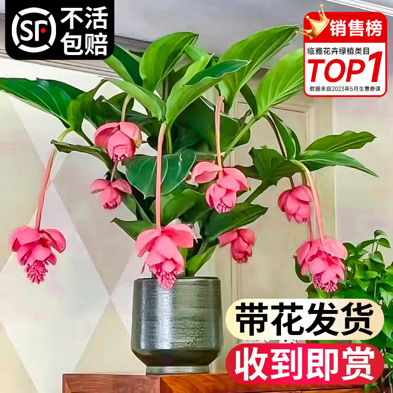 【带花发货】宝莲灯花盆栽带花苞四季开花卉绿植物室内客厅好养活