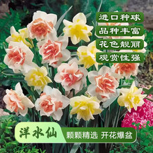 正宗水仙花种球土培水培室内盆栽花卉水养年宵花奈何四季包活大球