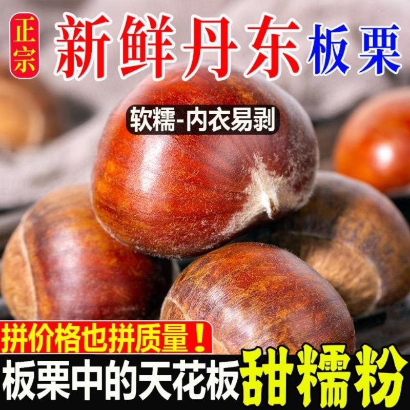 【新下树】正宗新鲜现摘丹东板栗大果生栗子应季当季板栗批发