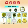 Student silkworm suits