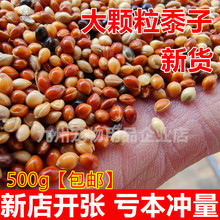 五色黍子带壳小米虎皮牡丹玄凤中小型鹦鹉文鸟混合鸟粮鸟食鸟饲料