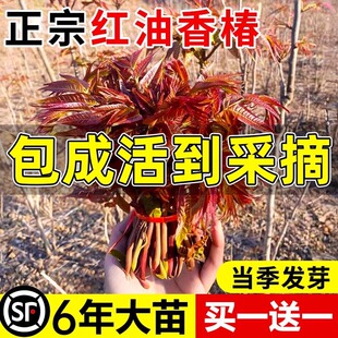 ���ڼt���㴻���m���r��ѿʳ���㴻�����ļ��Ϸ������Nֲ��������