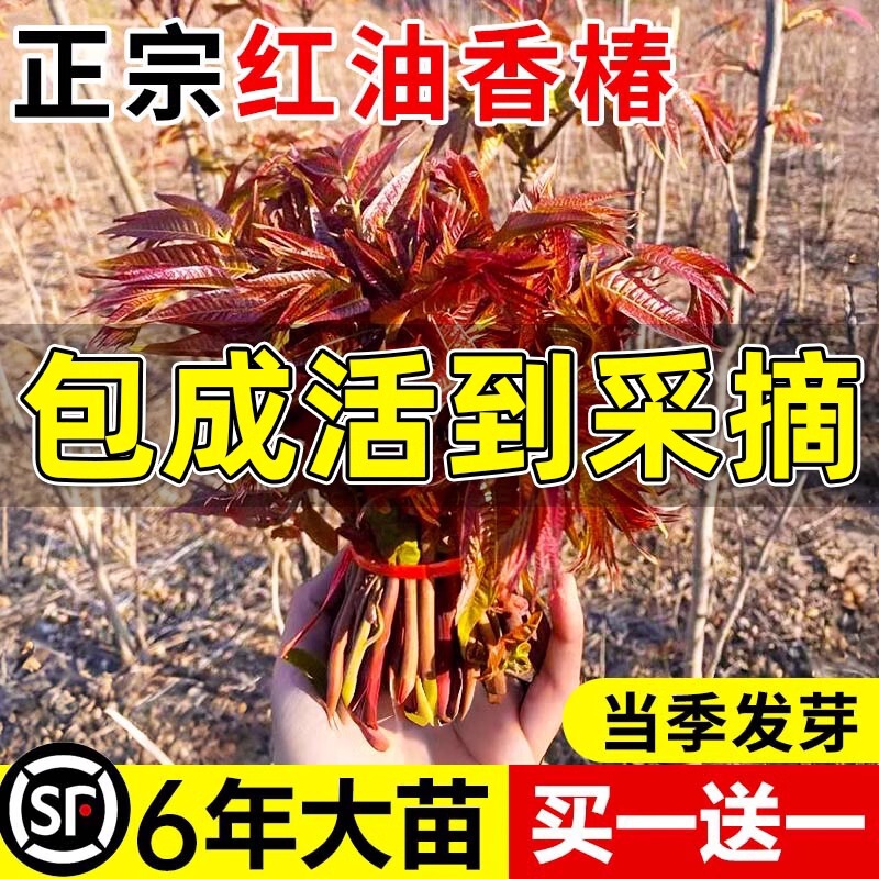 Authentic Red Oil Fragrant Tree Seedlings, Fresh Spring Buds, Edible Fragrant Tree Seedlings, Dwarf Potted Plants Planted in the South and North in All Seasons Authentic Red Oil Fragrant Tree Seedlings, Fresh Spring Buds, Edible Fragrant Tree Seedlings, Dwarf Potted Plants Planted in the South and North in All Seasons