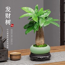 发财树盆栽室内植物摆件花卉办公室桌面客厅绿植盆景好养活小盆栽