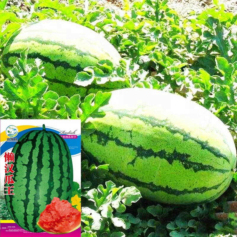 Lazy Man Melon King Watermelon Seeds Super Sweet Early Ripening Kirin Early Premium 8424 Extra Large Xinnong No. 8 Lazy Man Watermelon Seeds Lazy Man Melon King Watermelon Seeds Super Sweet Early Ripening Kirin Early Premium 8424 Extra Large Xinnong No. 8 Lazy Man Watermelon Seeds