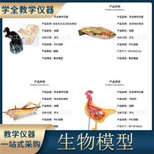 ��������ģ�ͽ̌W��ʾ�̾� �������ģ�� ֲ��ģ�� ����̌W�x��