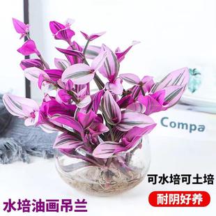 Hydroponic Plants Wedding Oil Painting Chlorophytum Potted Orchid Brocade Purple Dew Orchid Balcony Indoor Desk Water Culture Green Plants and Florals