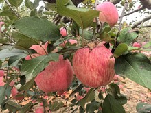 陕西苹果iphone洛川苹果24枚90苹果产地