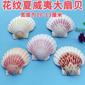 [天然海螺贝壳扇贝夏威夷彩色扇贝微景观鱼缸造影场景摆饰diy手工]