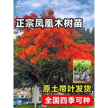 �P��ľ����t��麴�����F��ˮ����ʧ��ͥԺ�G���e�����G�L����