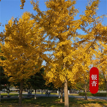 yӘ׹ͥԺ@־Gľе~yСϷNֲ