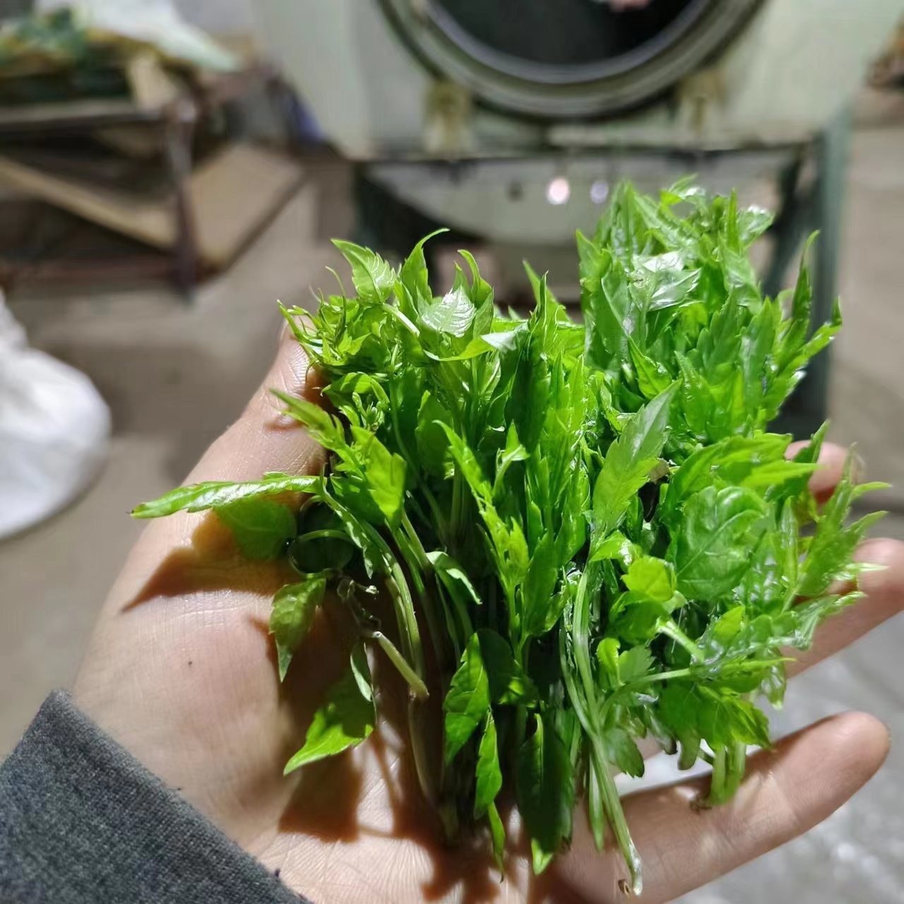 藤茶莓茶嫩芽嫩叶藤茶溪黄草产地批发
