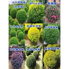 ���~�S�������ͥԺ�G������������С�~Ůؑ���ӽ�ɭ�@�ֹ�����ľ