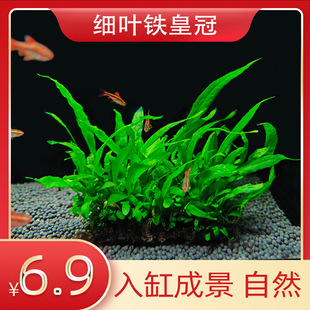 �~���쾰�F��~����ˮ�ݼ��~�����󾰻ʹ�¹�ǲݴ��~����Իʹ���