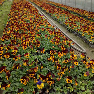 �����r��ݻ� ��ɫ�� ���� һƷ�t Ʒ�N�Rȫ ���N�G�� С�^����