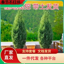 һlɰؘ牞ɎĹ؂ȰļLɱ