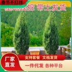 一件代发塔柏松柏树苗坟地松带土清明墓地侧柏四季长青宝塔松扁柏