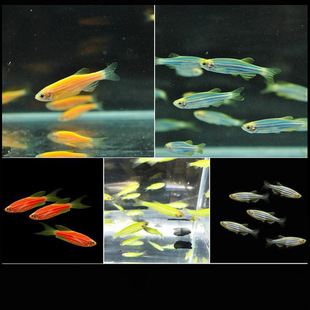 淡水小型魚圖片 海量高清淡水小型魚圖片大全 阿里巴巴