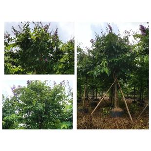 ���~��ޱ��ޱ������ޱ���l8-10����