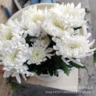 The Base Directly Sells the Whole Year's Supply of Yangchun Flower, White Chrysanthemum, Newspaper, Freshly Picked Flowers, White Leaves, Green Leaves, Special for Qingming Festival