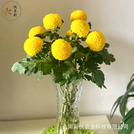 鲜切花;干花;栽培基质
