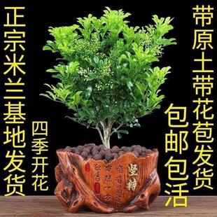 Milan Flower Potted Seedlings, Fragrant Balcony Flowering Green Plants, Evergreen Aromatic Plants for All Seasons, Indoor Delivery with Flowers